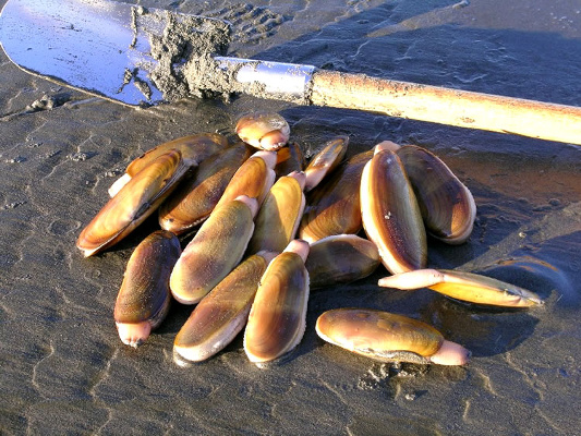 Ninilchik Clam Charters, Cook Inlet Clamming, Polly Creek Razor Clams