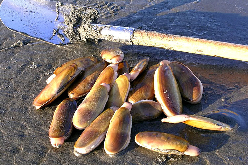 Polly Creek razor clams on a Ninilchik clamming charter with Gotta Fish Charters