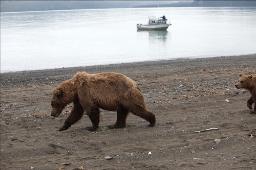 Bears walking down the beach in Chititna bay bear viewing