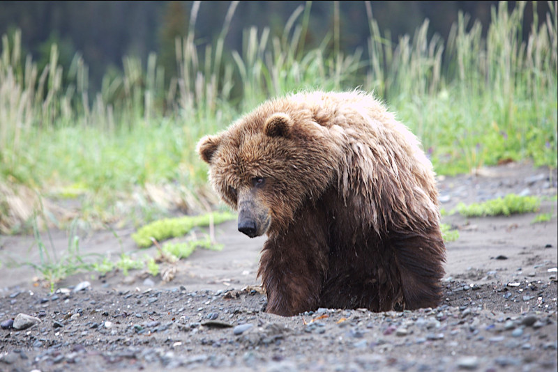 Alaskan Brown bear in Lake Clark National Park