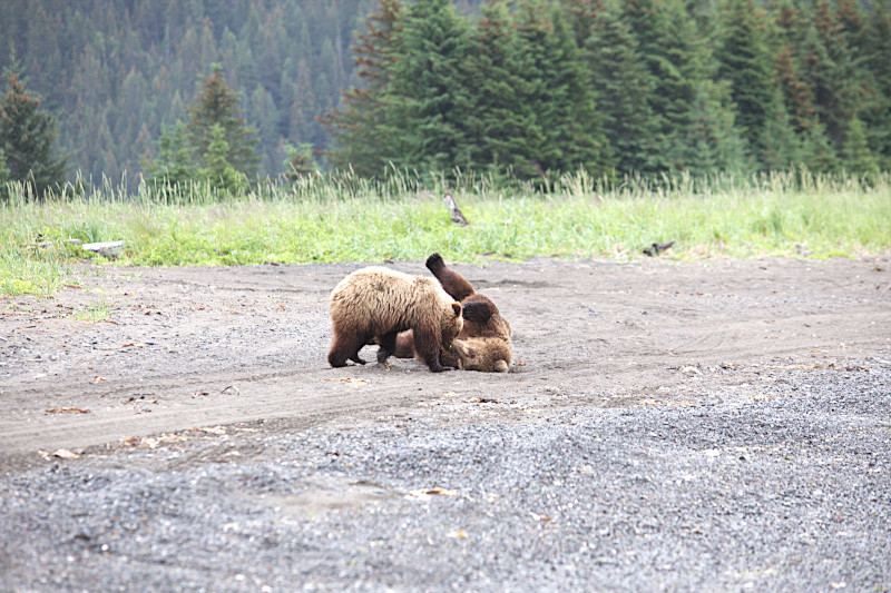 Bears wrestling on the beach