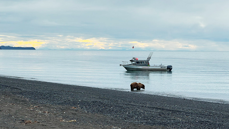 Gotta Fish Charters boat viewing a bear on the beach of Lake Clark National Park