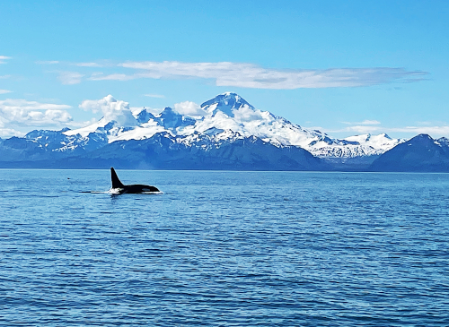 Orca in front of Illiamna volcano in Lake Park National Park