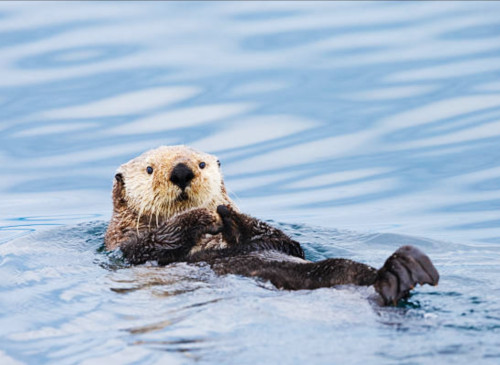 Sea Otter on Cook Inletr