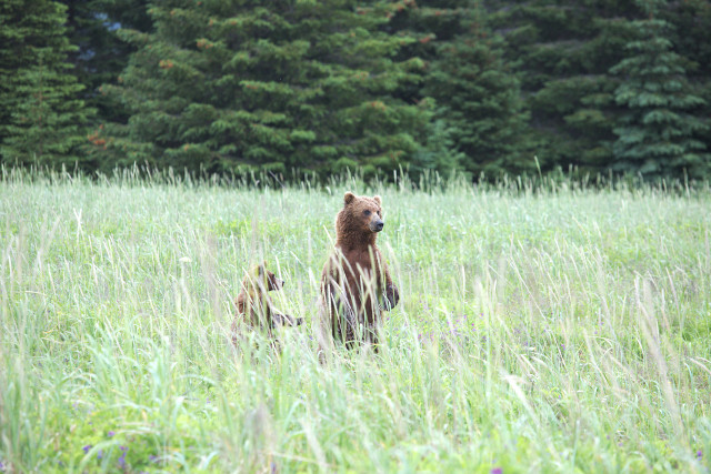 sow and cub brown bears in Lake Clark National park on a bear viewing trip