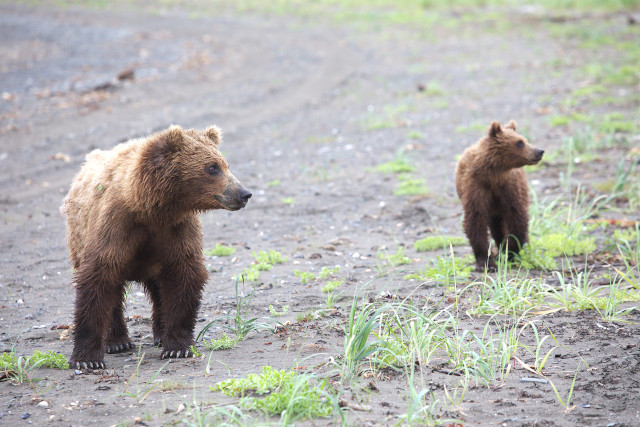 2 bears during a bear viewing trip in Alaska's Lake Clark National Park