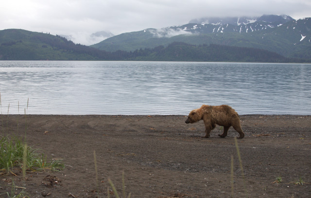 bear on the beach on a bear-viewing trip