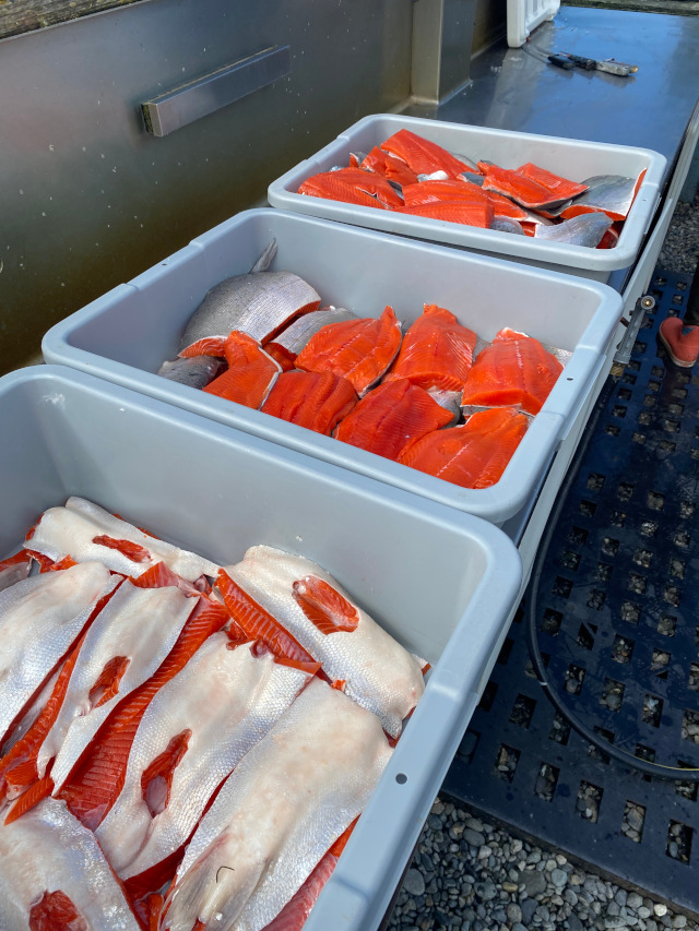 Salmon fillets staged for processing at Gotta Fish Charters